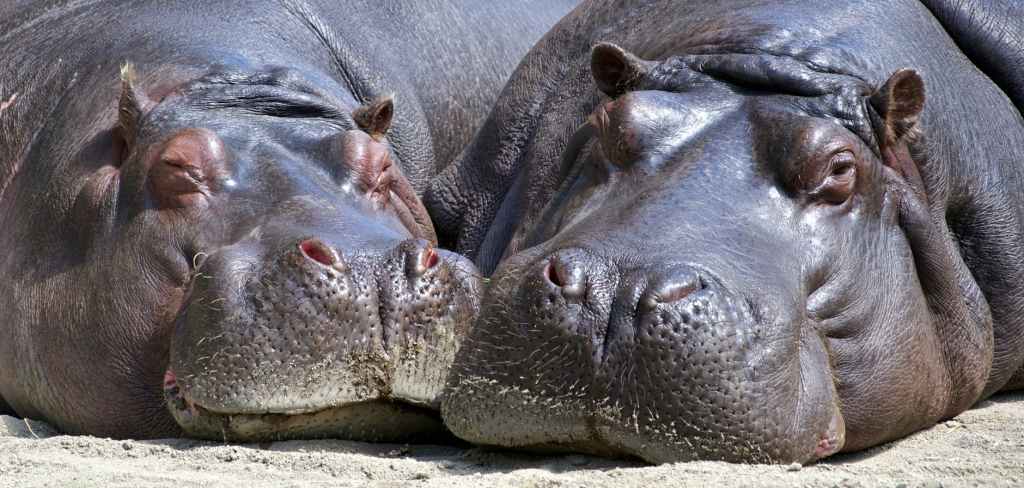 Two hippos go to church