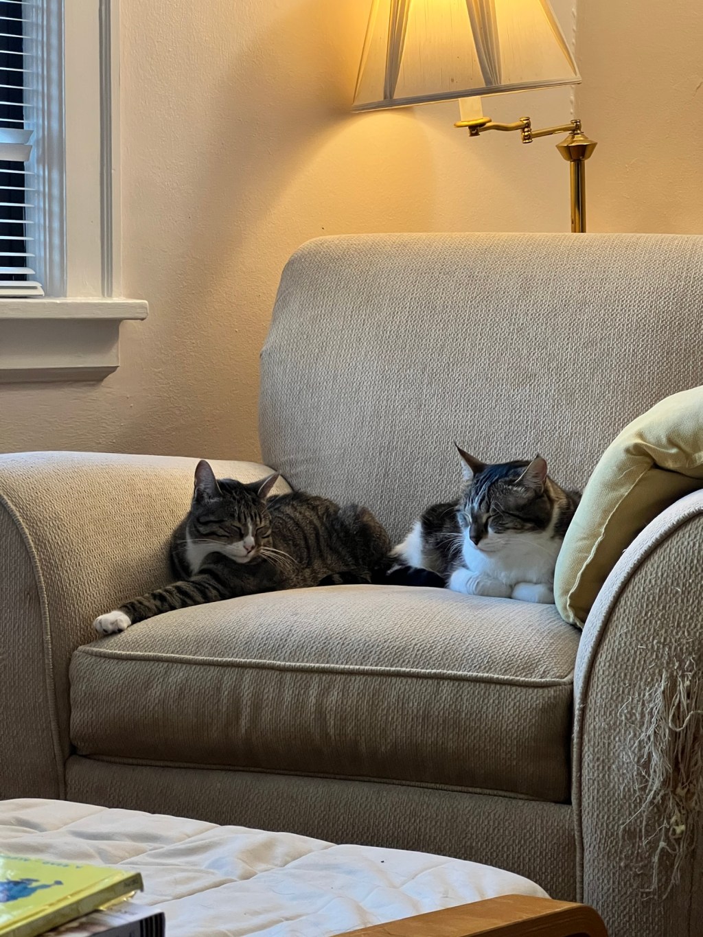 Celestial Cats